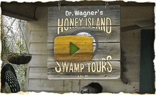 Dr Wagners Honey Isand Swamp Tours
