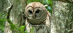 Owl in the swamp