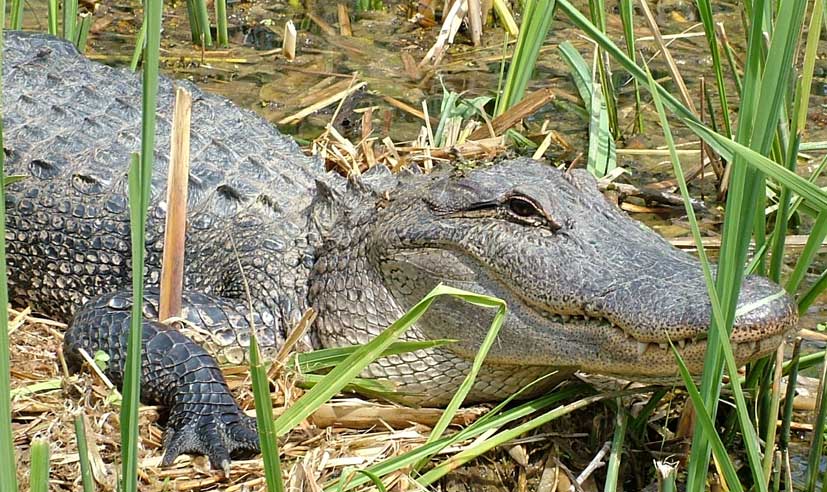 An alligator in the swamp.