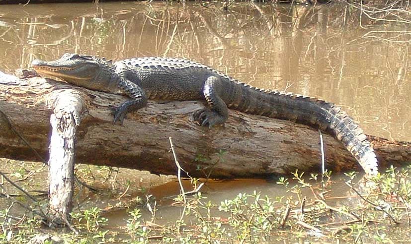 An alligator laying on a fallen tree