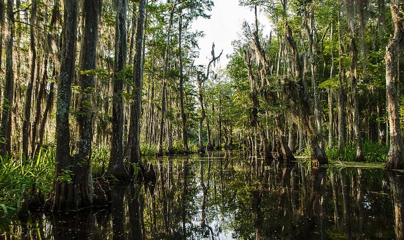 A Louisiana swamp with cypress trees poking out of still water.