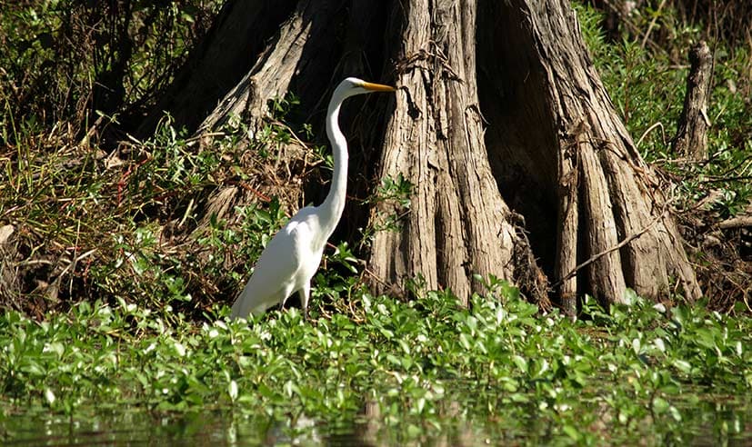 An egret in tall grass.
